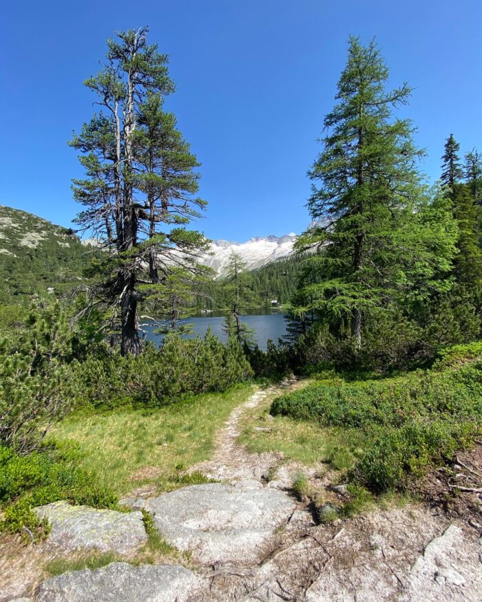 Reedseesteig mit Zirben und See